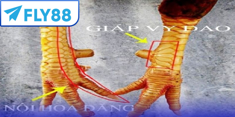 Gà chọi sở hữu vảy nội hoa đăng