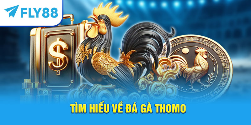 Tìm hiểu về đá gà Thomo