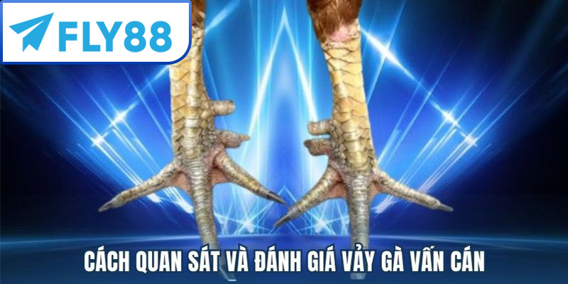 Đặc điểm Vảy Gà Vấn Cán